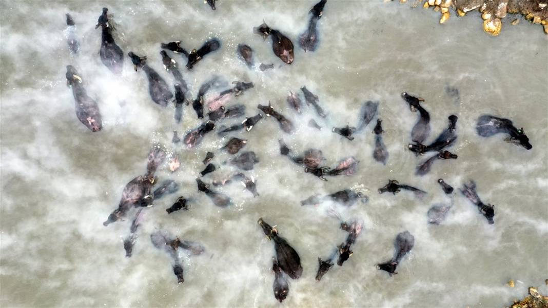 -20 derecede kaplıca sefası! Bin manda stres atıyor 30