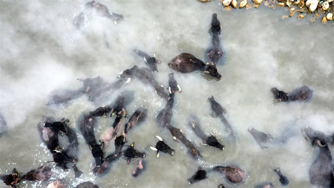 -20 derecede kaplıca sefası! Bin manda stres atıyor 31