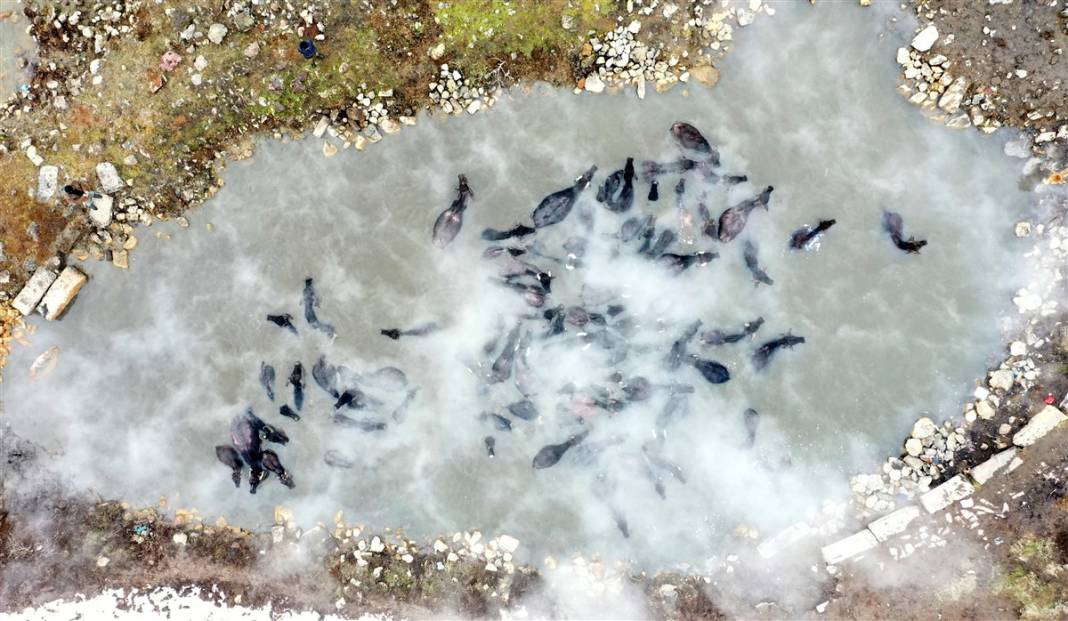 -20 derecede kaplıca sefası! Bin manda stres atıyor 36