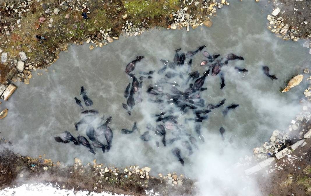 -20 derecede kaplıca sefası! Bin manda stres atıyor 37