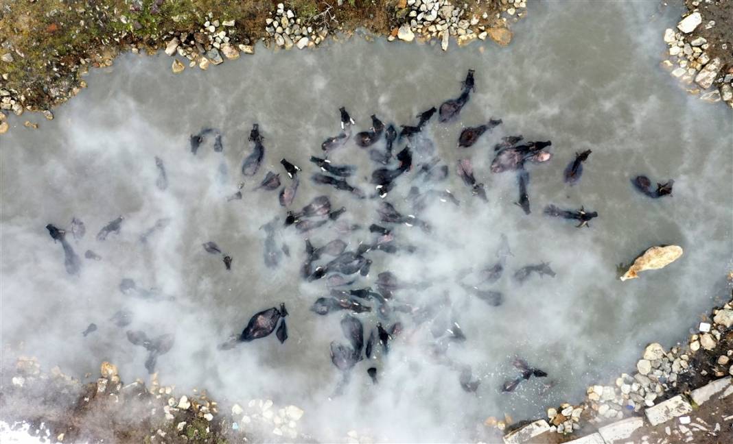 -20 derecede kaplıca sefası! Bin manda stres atıyor 38