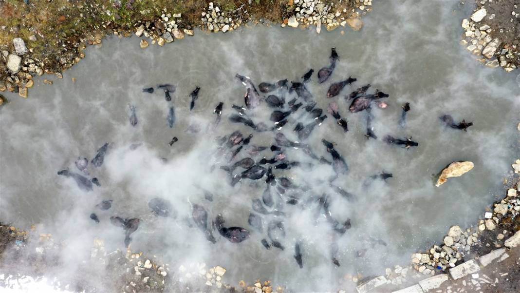 -20 derecede kaplıca sefası! Bin manda stres atıyor 39