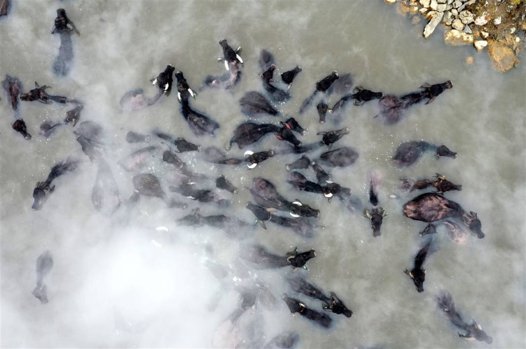 -20 derecede kaplıca sefası! Bin manda stres atıyor 40