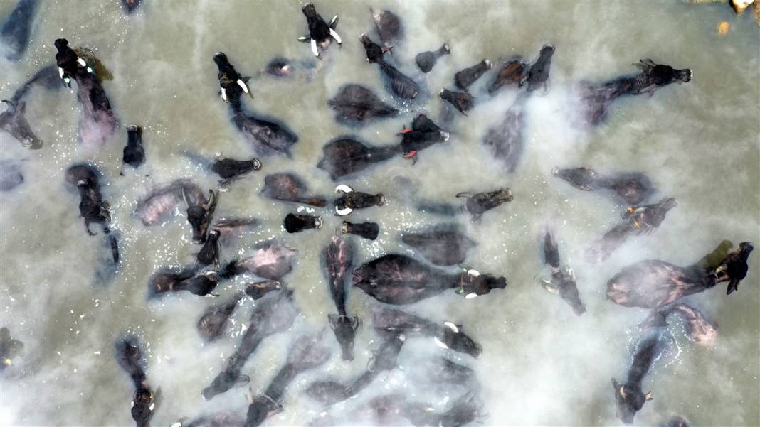 -20 derecede kaplıca sefası! Bin manda stres atıyor 41