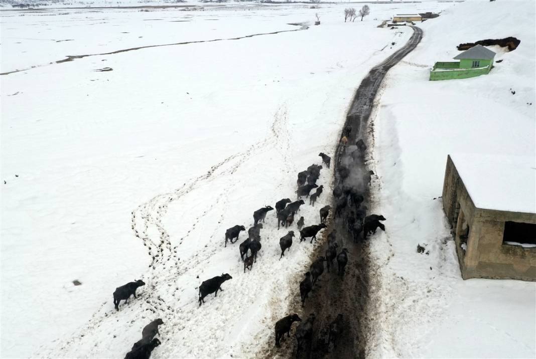 -20 derecede kaplıca sefası! Bin manda stres atıyor 42