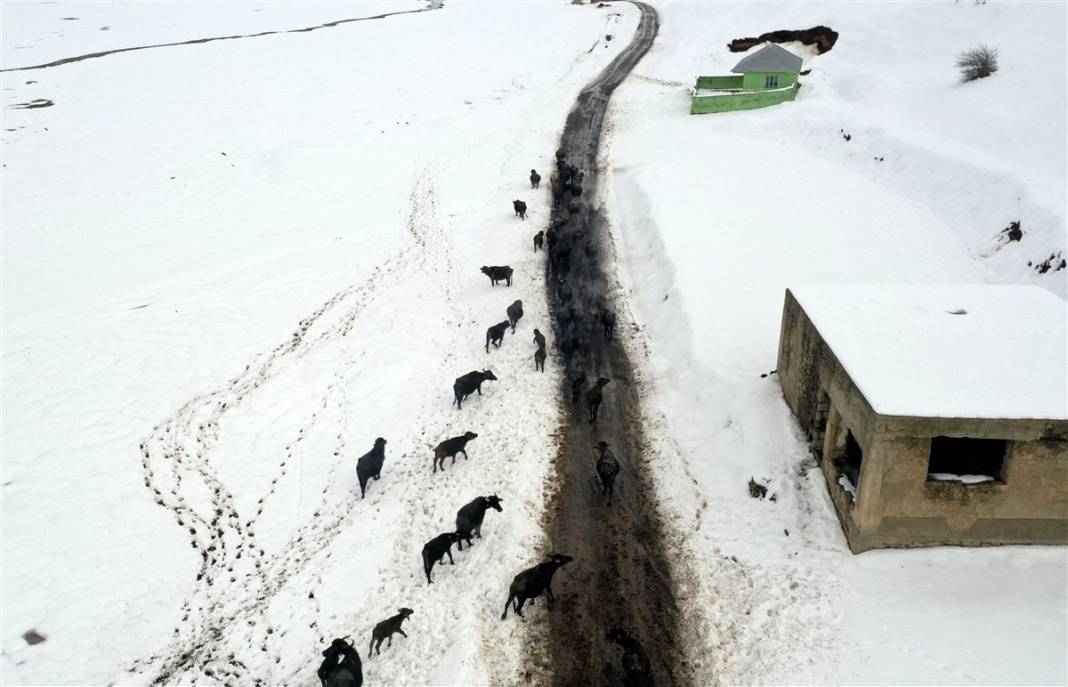 -20 derecede kaplıca sefası! Bin manda stres atıyor 43