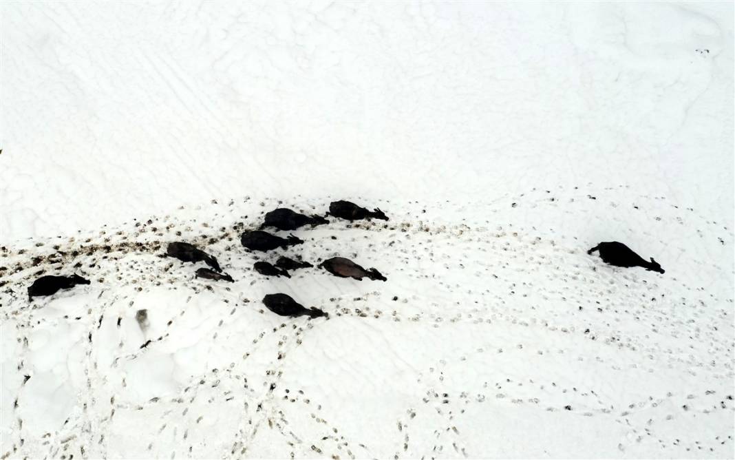 -20 derecede kaplıca sefası! Bin manda stres atıyor 44