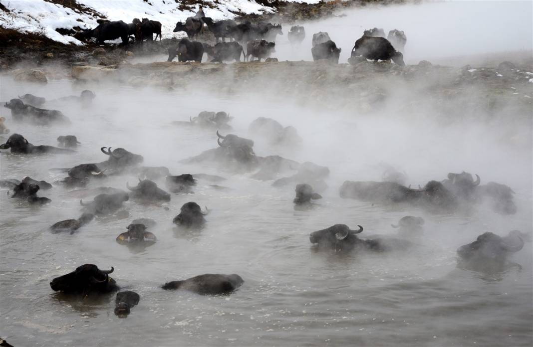 -20 derecede kaplıca sefası! Bin manda stres atıyor 1