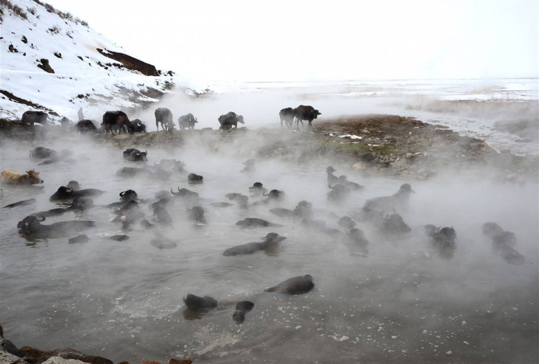 -20 derecede kaplıca sefası! Bin manda stres atıyor 3