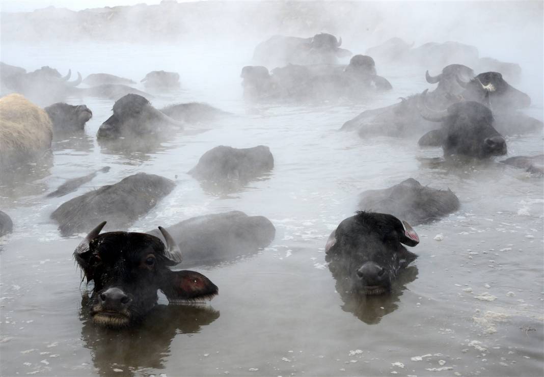-20 derecede kaplıca sefası! Bin manda stres atıyor 5