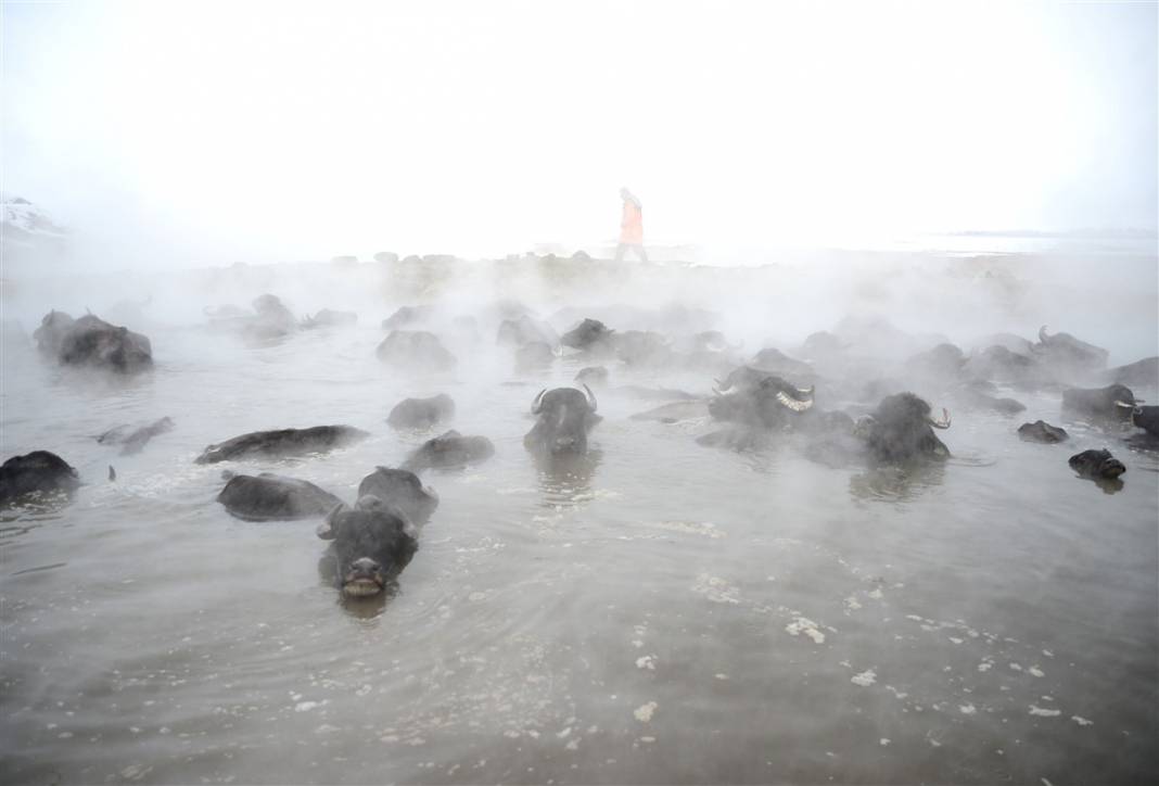 -20 derecede kaplıca sefası! Bin manda stres atıyor 6