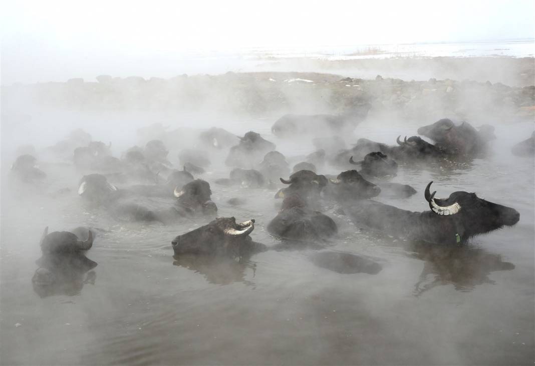 -20 derecede kaplıca sefası! Bin manda stres atıyor 7