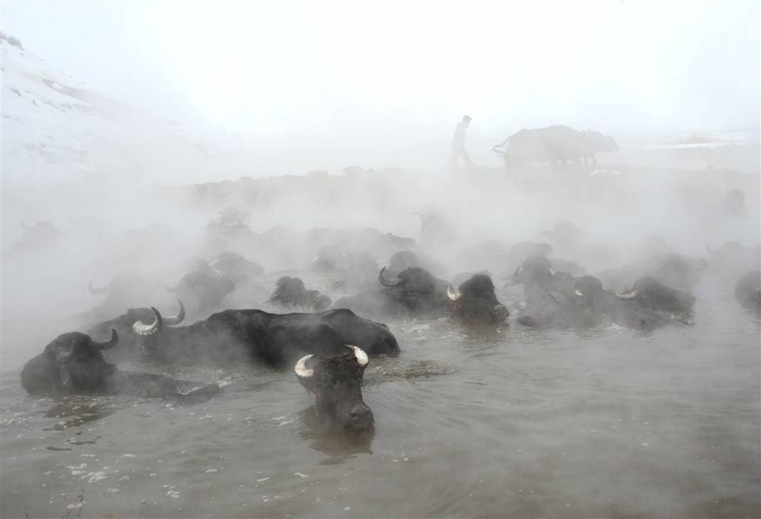 -20 derecede kaplıca sefası! Bin manda stres atıyor 8