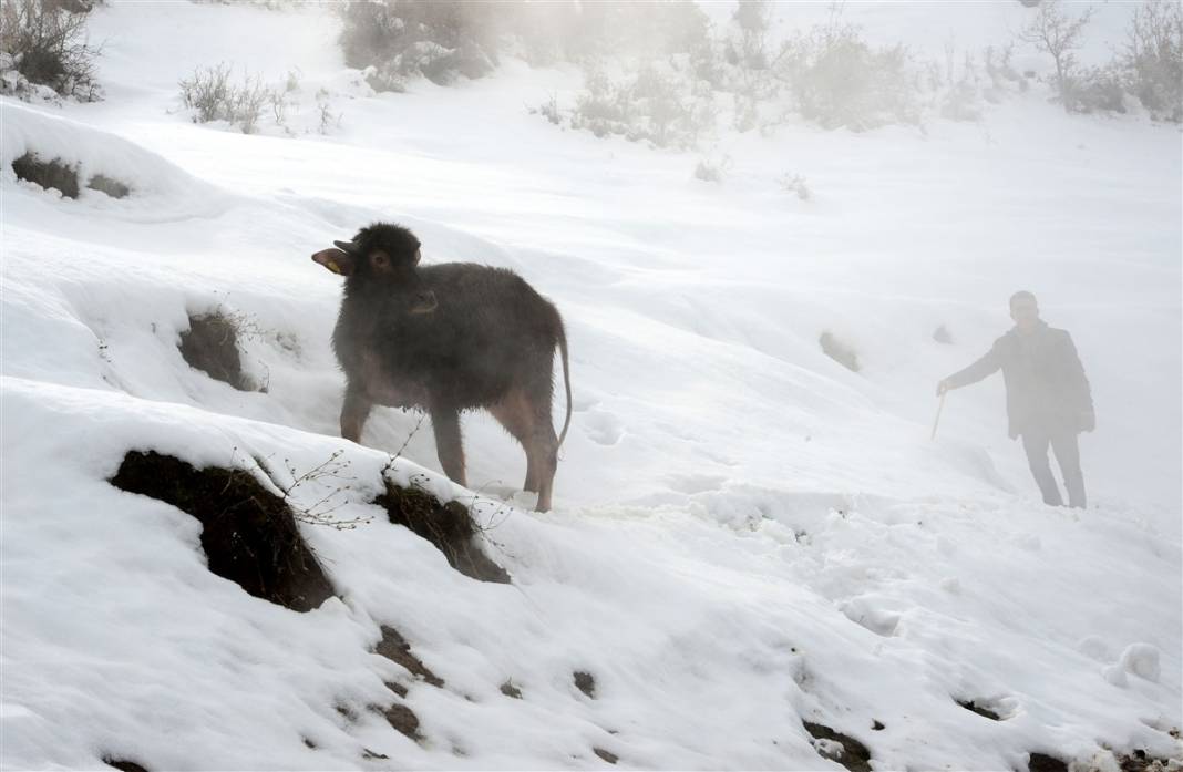 -20 derecede kaplıca sefası! Bin manda stres atıyor 9