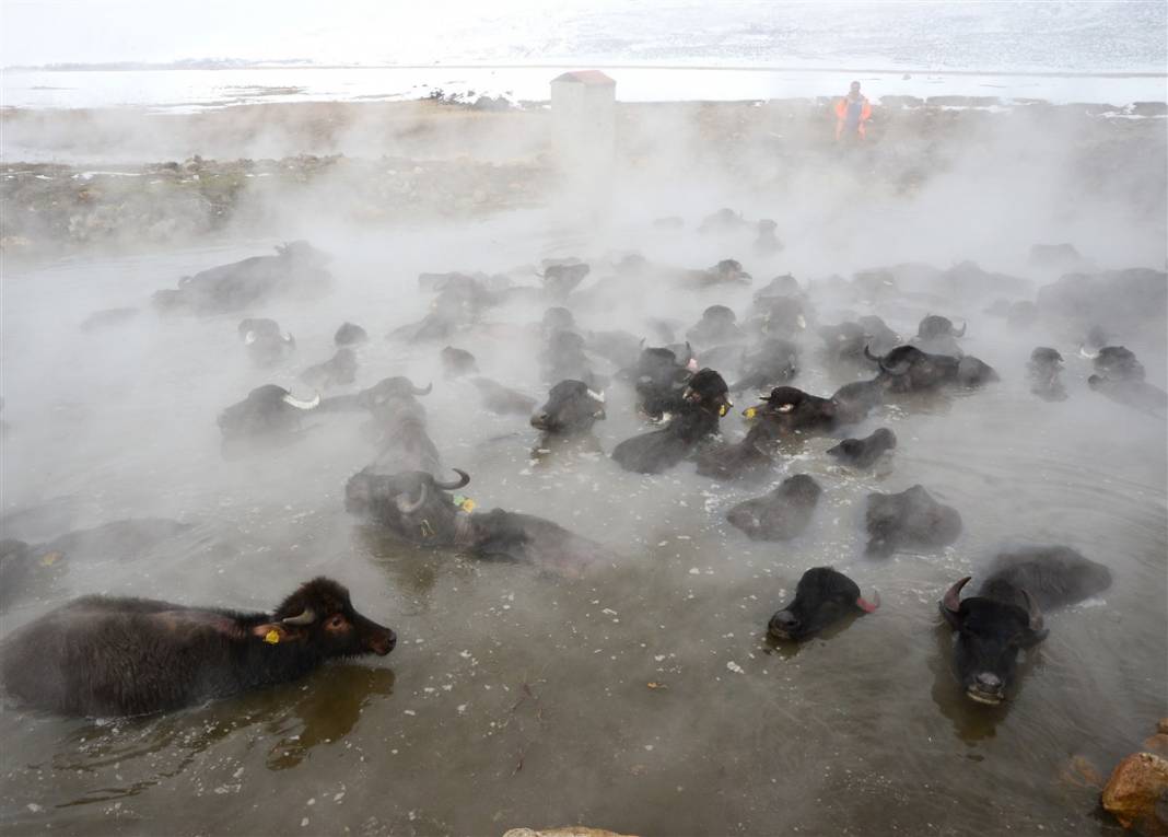 -20 derecede kaplıca sefası! Bin manda stres atıyor 10