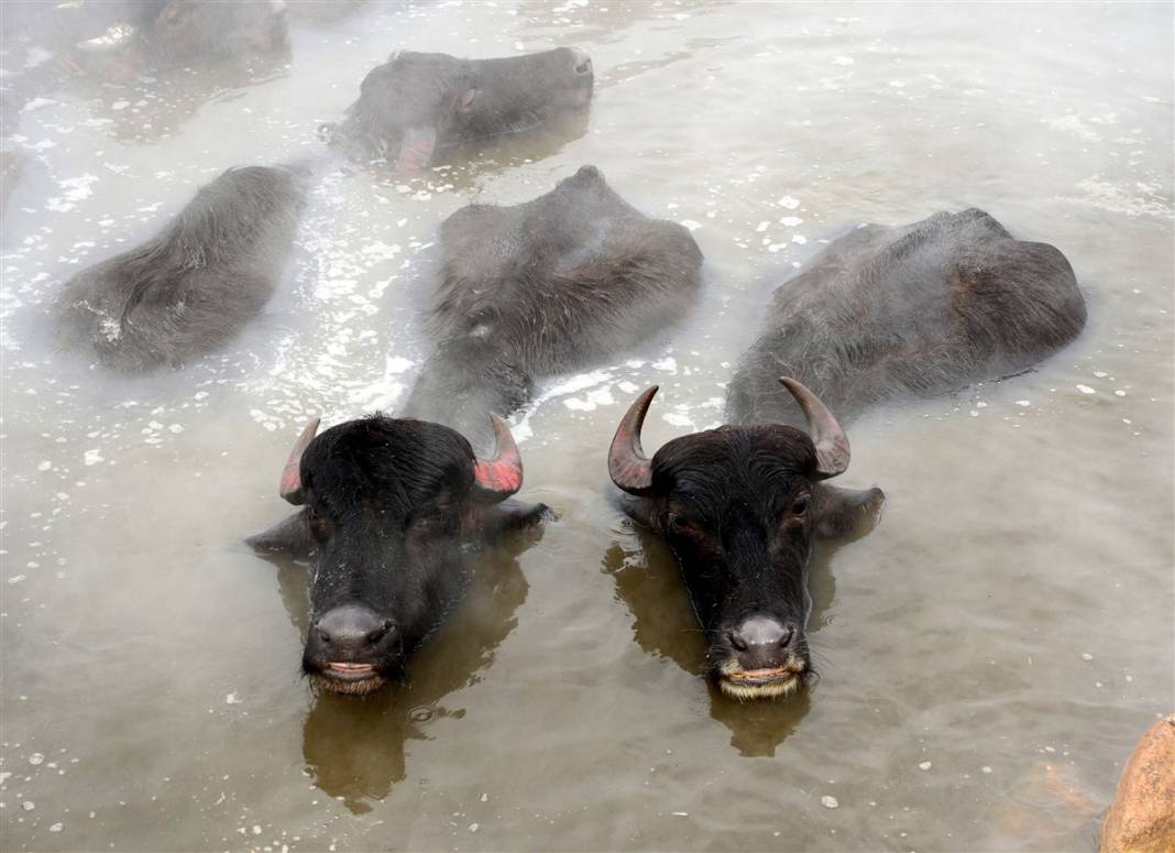 -20 derecede kaplıca sefası! Bin manda stres atıyor 11