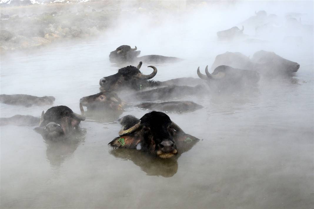 -20 derecede kaplıca sefası! Bin manda stres atıyor 13