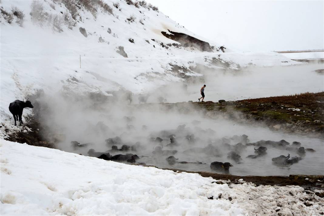 -20 derecede kaplıca sefası! Bin manda stres atıyor 14