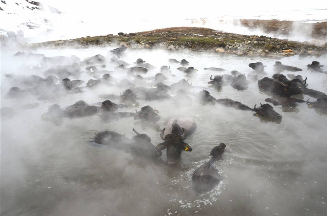 -20 derecede kaplıca sefası! Bin manda stres atıyor 15