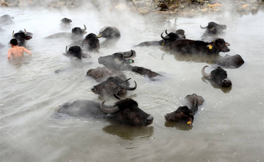 -20 derecede kaplıca sefası! Bin manda stres atıyor 18