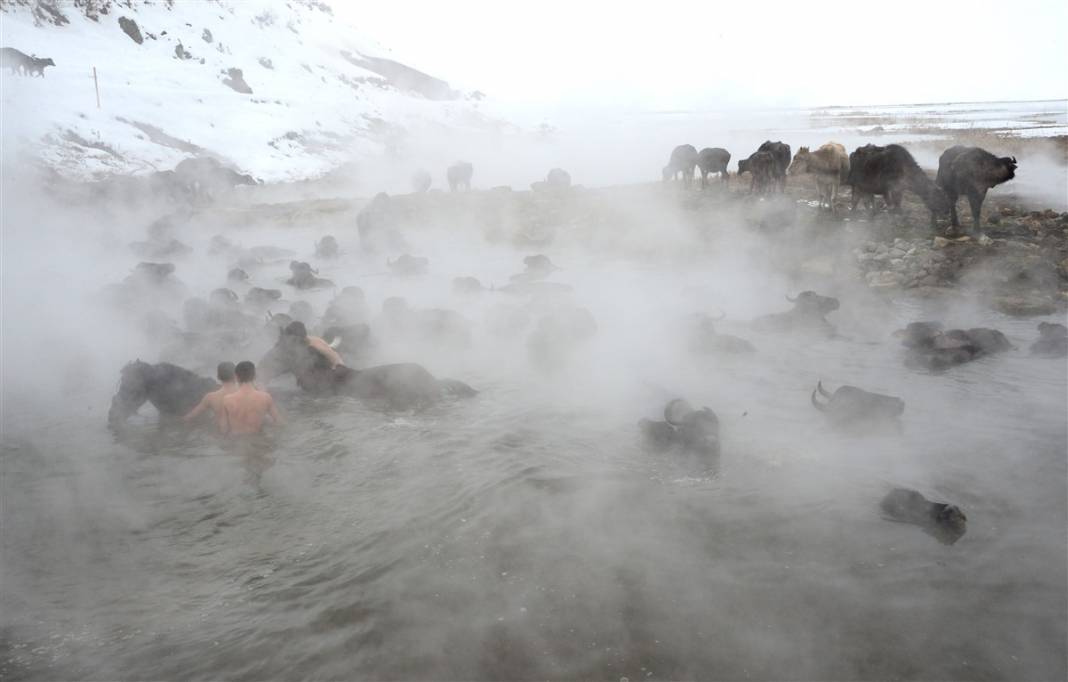 -20 derecede kaplıca sefası! Bin manda stres atıyor 20