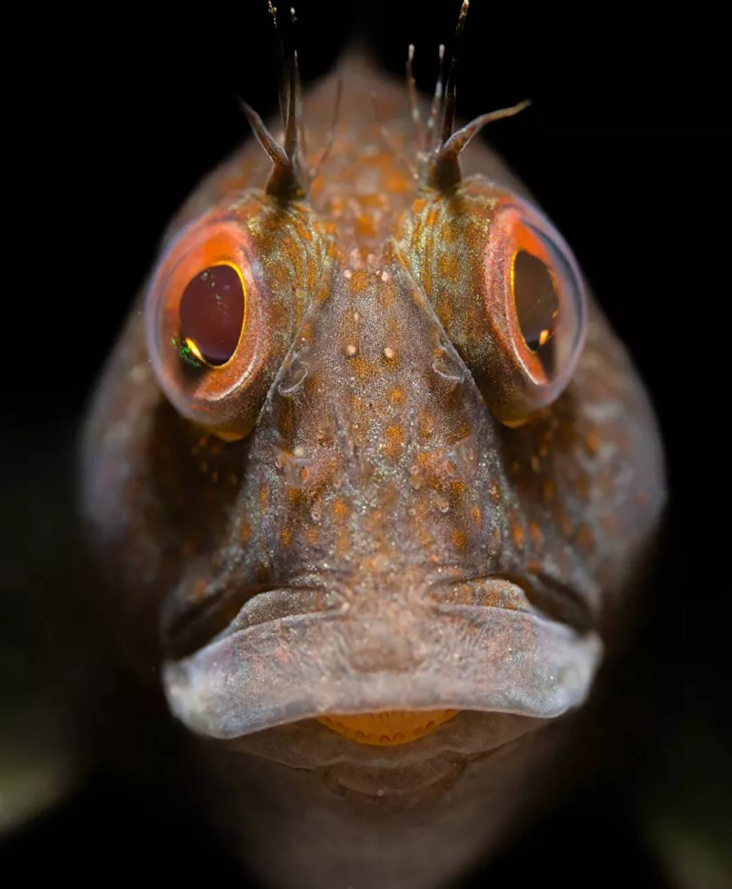 Mavinin en güzel tonu... 2021'in en iyi sualtı fotoğrafları belli oldu 5