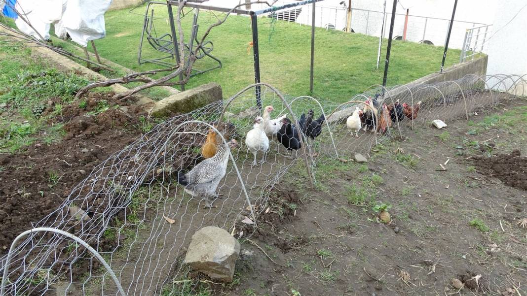 Böylesi görülmedi! Komşu kavgasına 'tavuk tüneli' 7