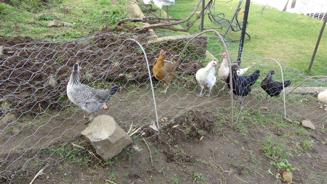 Böylesi görülmedi! Komşu kavgasına 'tavuk tüneli' 11