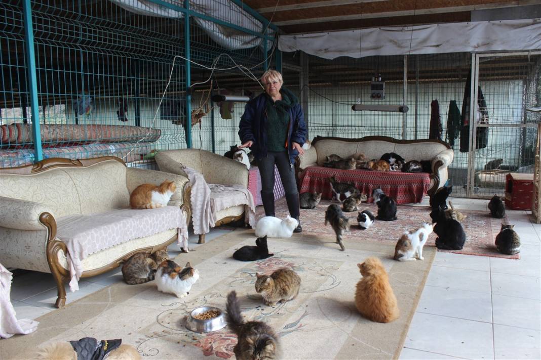 Tam 250 kediye annelik yapıyor 1