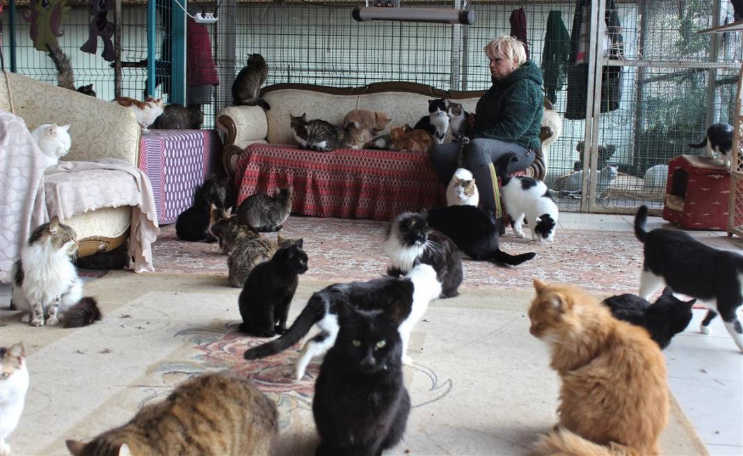 Tam 250 kediye annelik yapıyor 3
