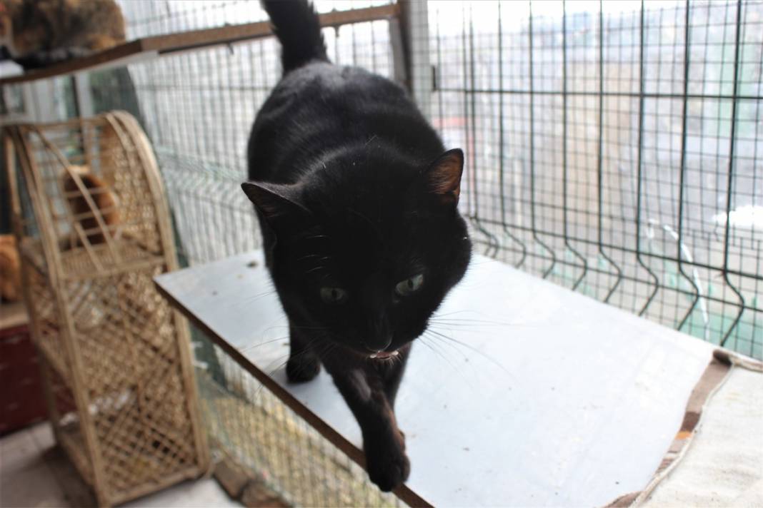 Tam 250 kediye annelik yapıyor 4