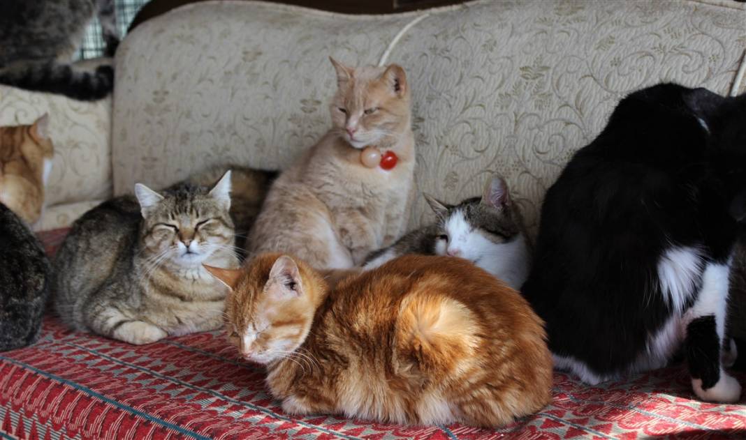 Tam 250 kediye annelik yapıyor 5