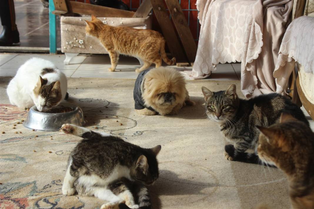 Tam 250 kediye annelik yapıyor 6