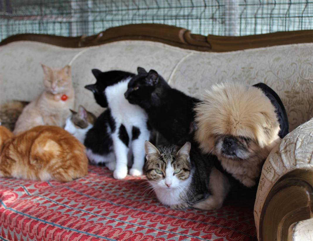 Tam 250 kediye annelik yapıyor 7