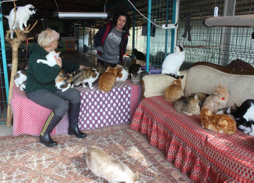 Tam 250 kediye annelik yapıyor 8