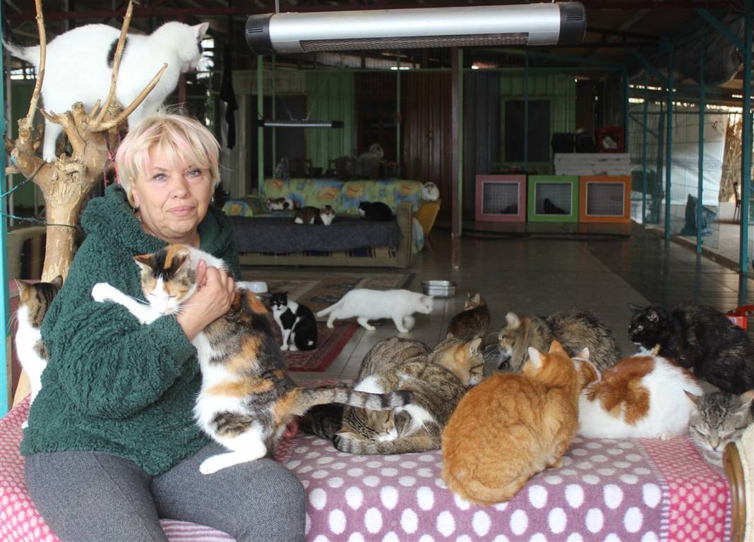 Tam 250 kediye annelik yapıyor 9
