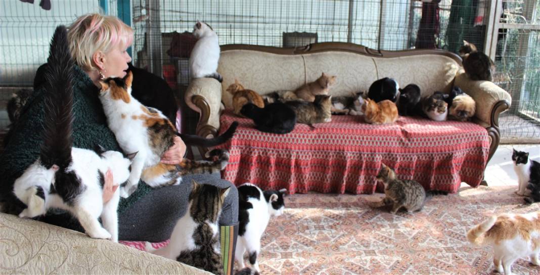 Tam 250 kediye annelik yapıyor 11