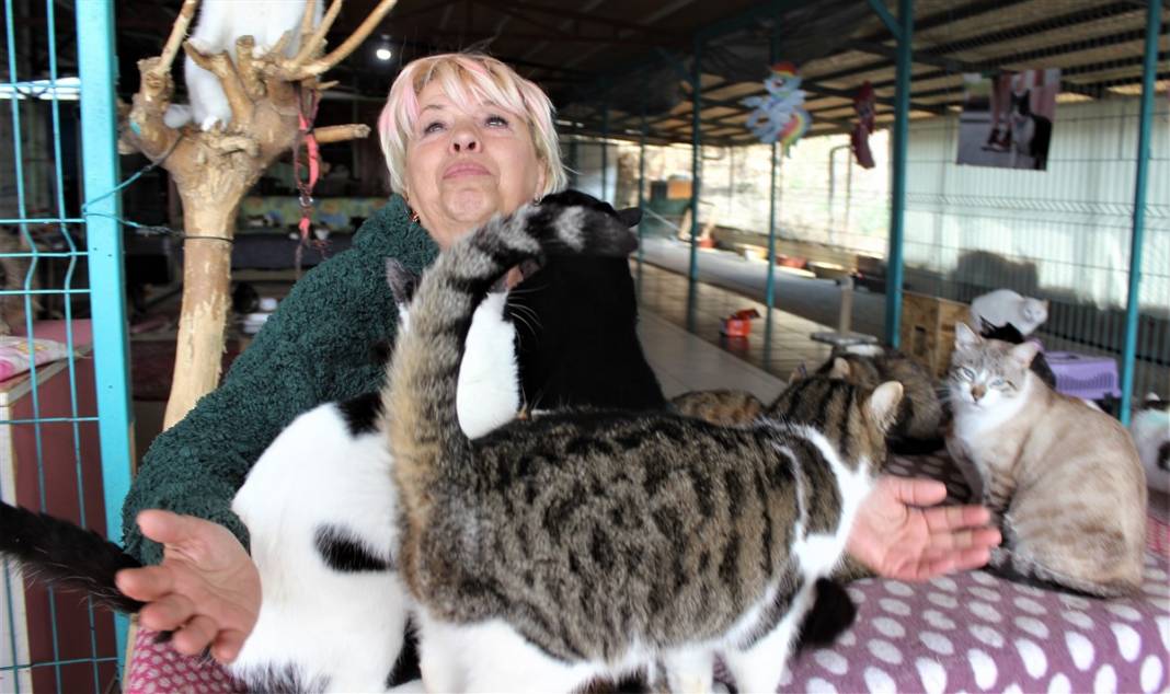 Tam 250 kediye annelik yapıyor 12