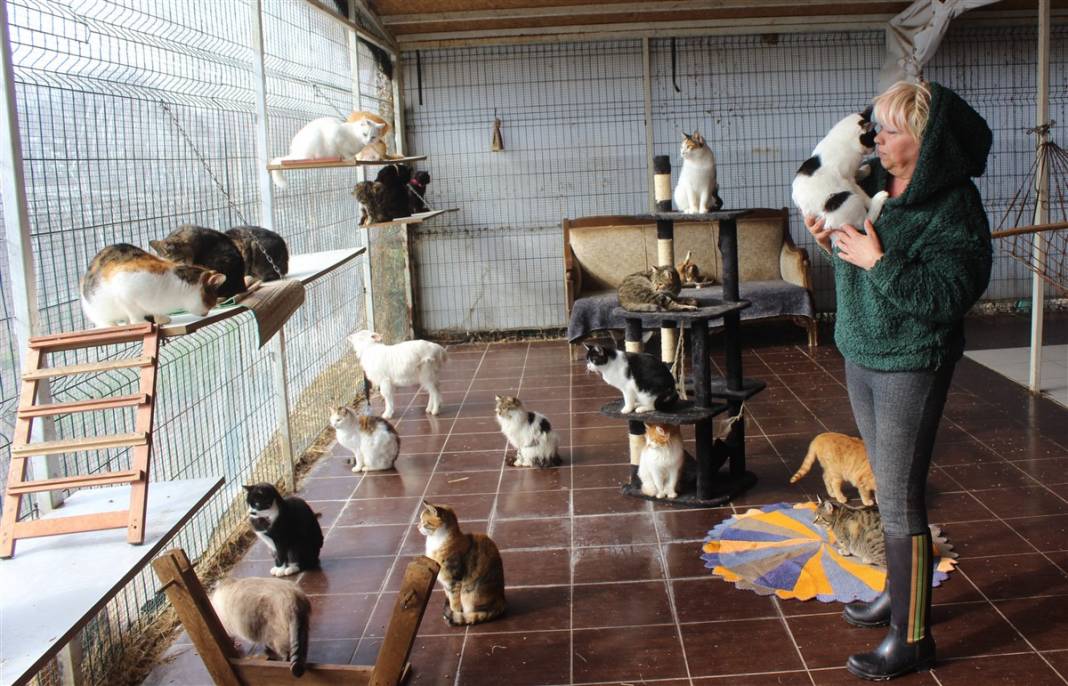 Tam 250 kediye annelik yapıyor 13