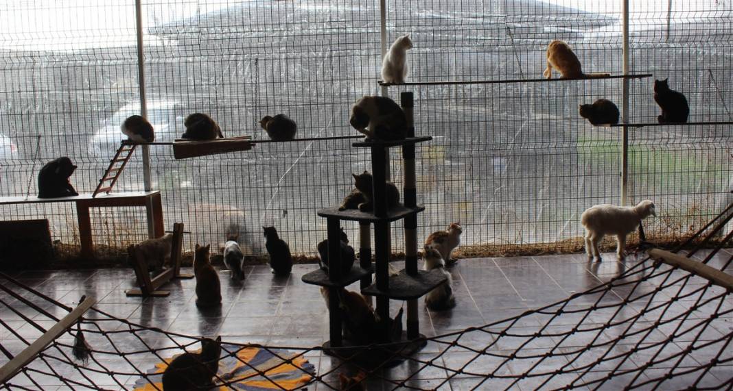 Tam 250 kediye annelik yapıyor 14