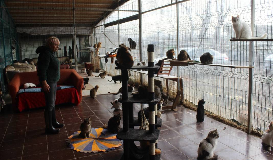 Tam 250 kediye annelik yapıyor 15