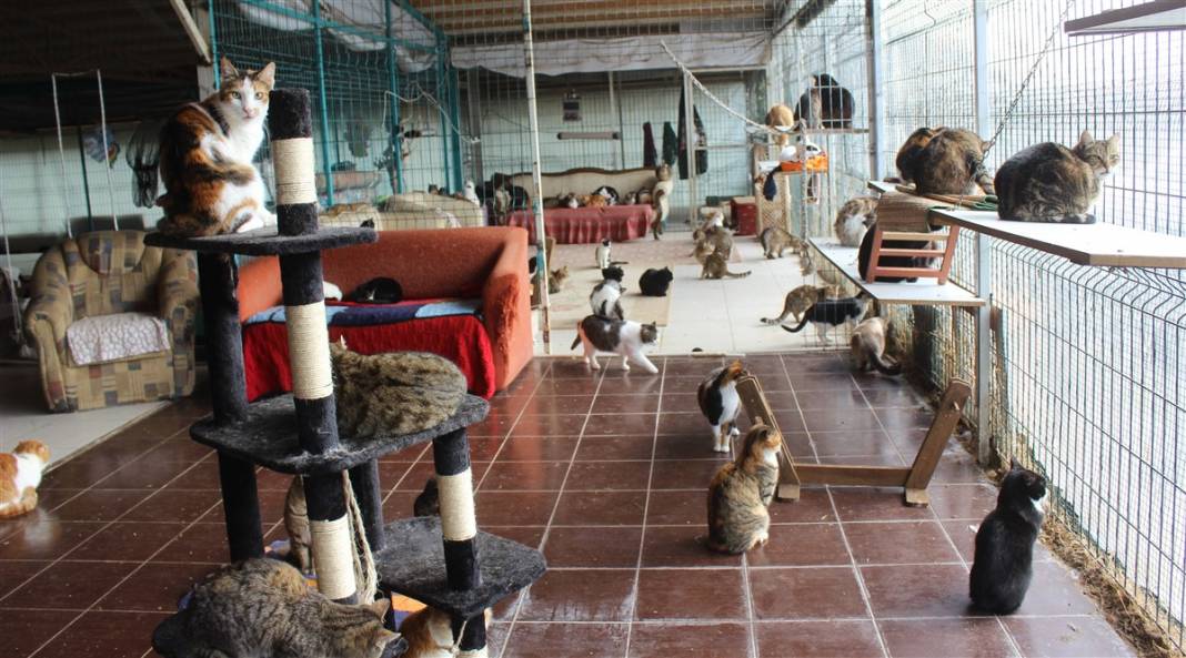 Tam 250 kediye annelik yapıyor 16