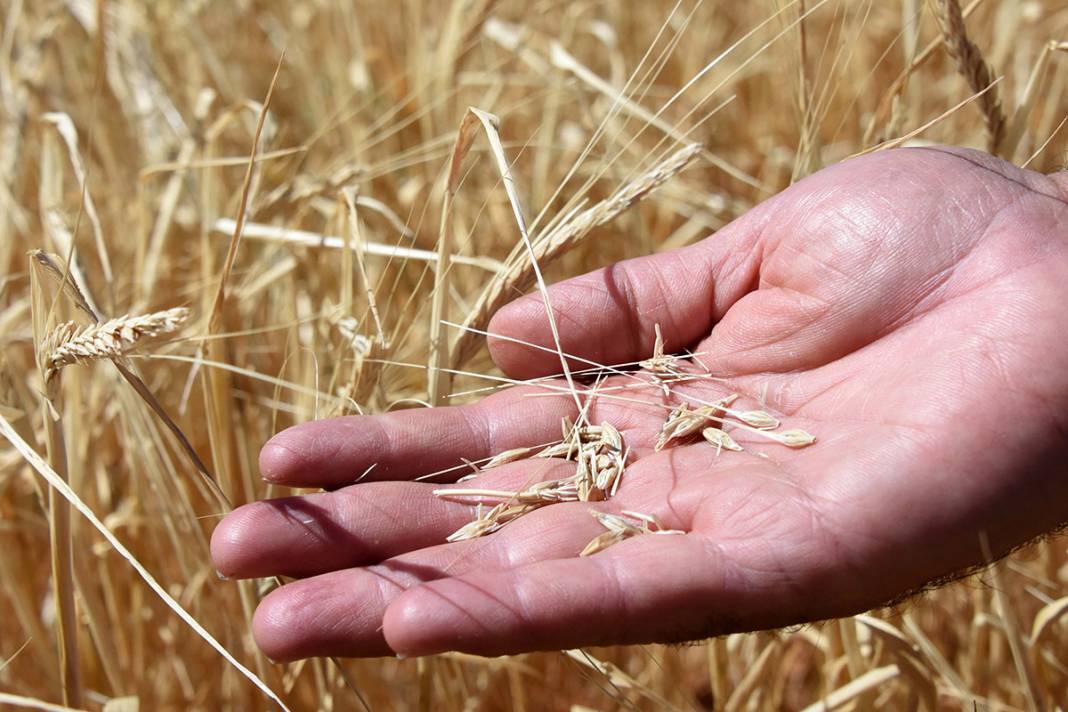 Türkiye'nin tahıl ambarı kuruyor! 5