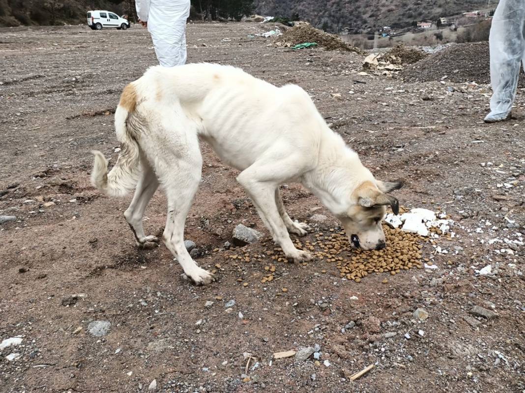 Onlarca köpeği dağlık alana götürüp ölüme terk ettiler 2