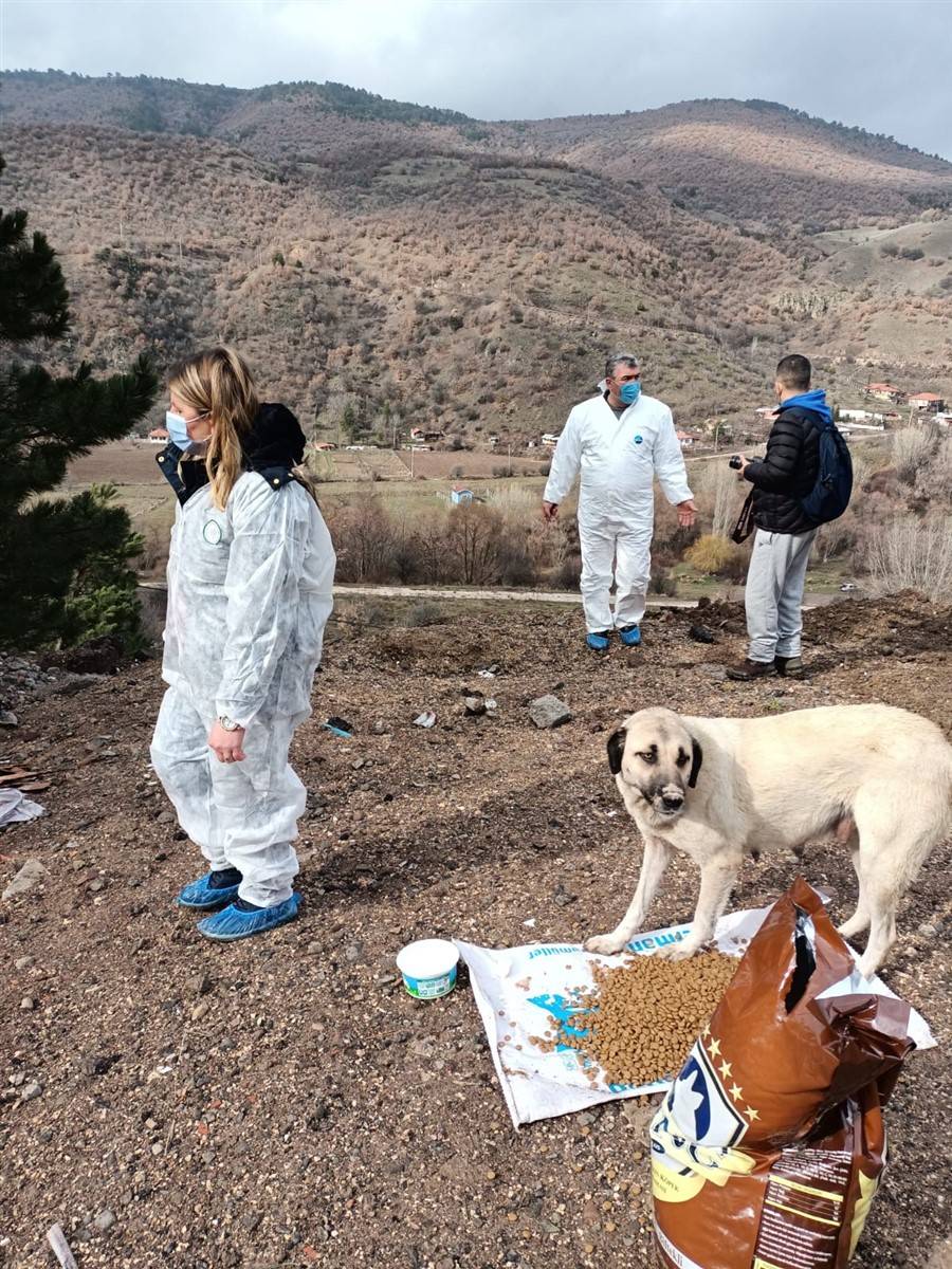 Onlarca köpeği dağlık alana götürüp ölüme terk ettiler 3