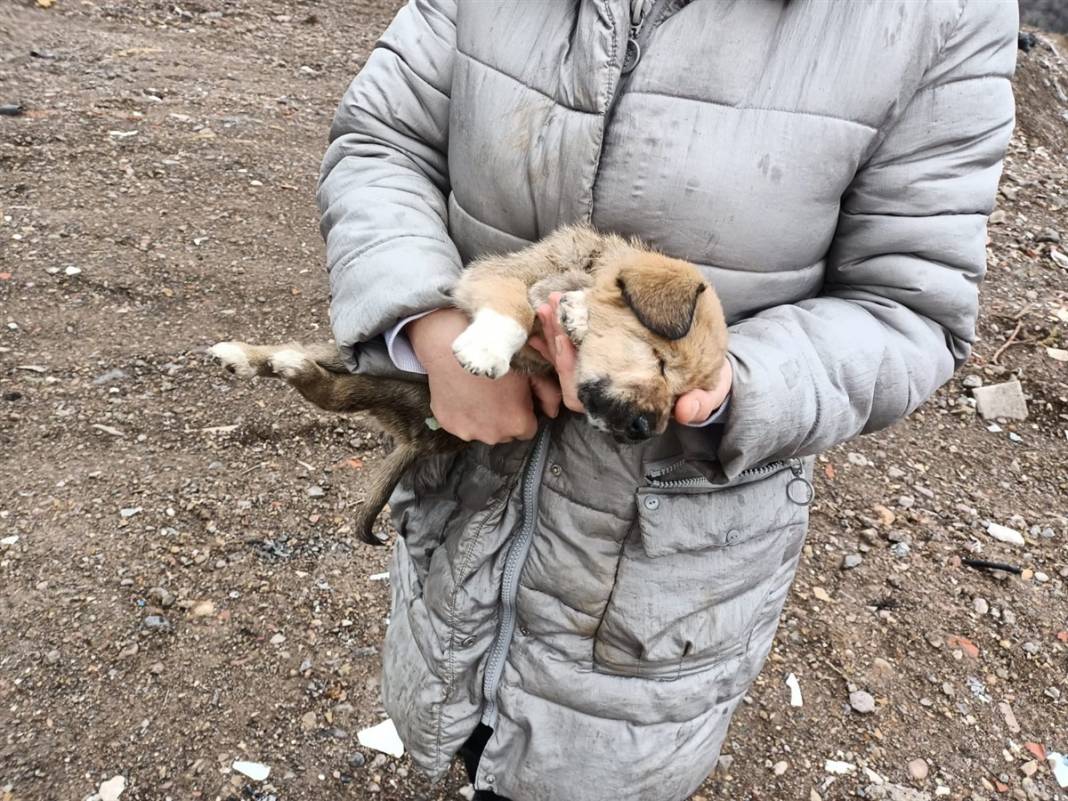 Onlarca köpeği dağlık alana götürüp ölüme terk ettiler 5