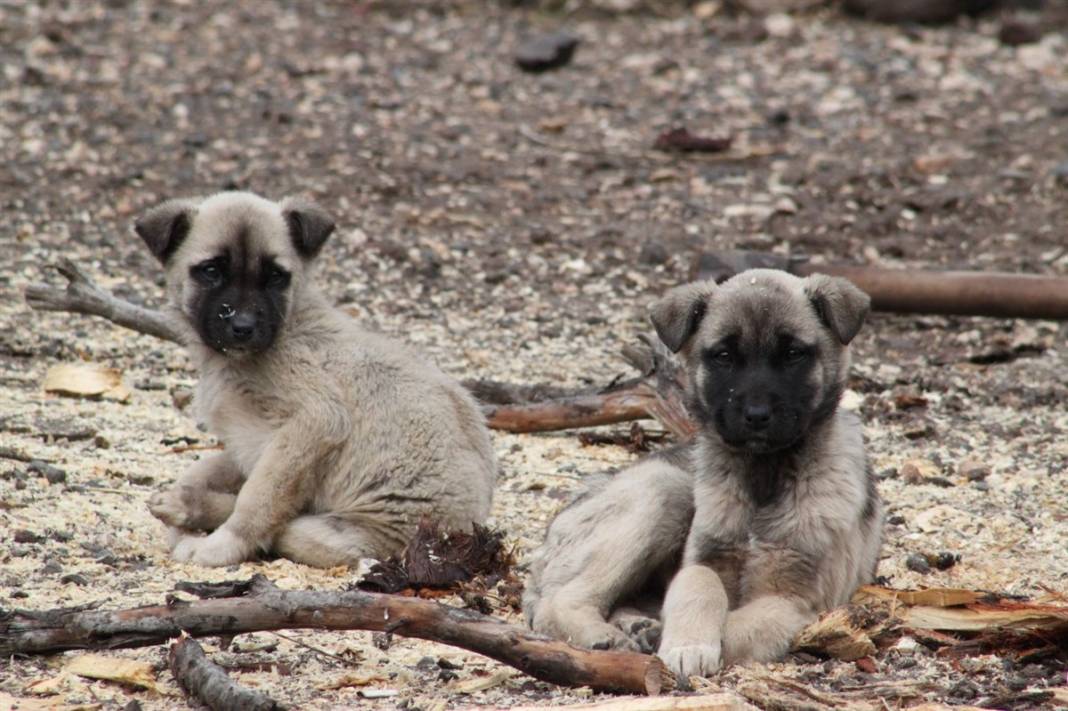 Onlarca köpeği dağlık alana götürüp ölüme terk ettiler 7