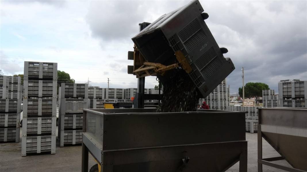 Zeytinde akla zarar hileler! Özellikle çocuklara yedirmeyin... 10