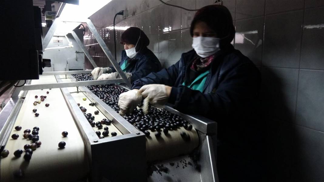 Zeytinde akla zarar hileler! Özellikle çocuklara yedirmeyin... 11