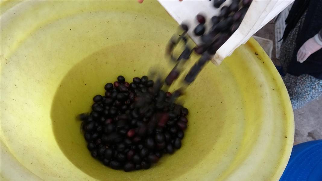 Zeytinde akla zarar hileler! Özellikle çocuklara yedirmeyin... 12